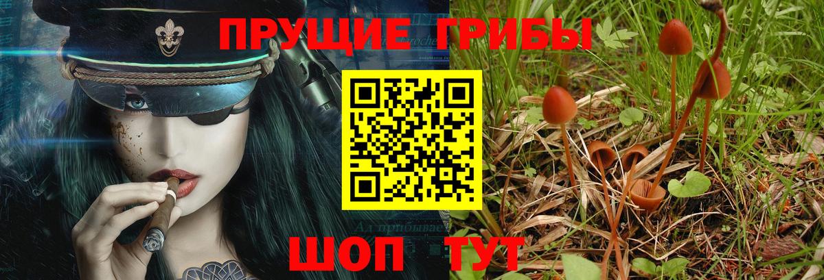 Киселёвск  Псилоцибиновые грибы прущие грибы  Вход с VPN 